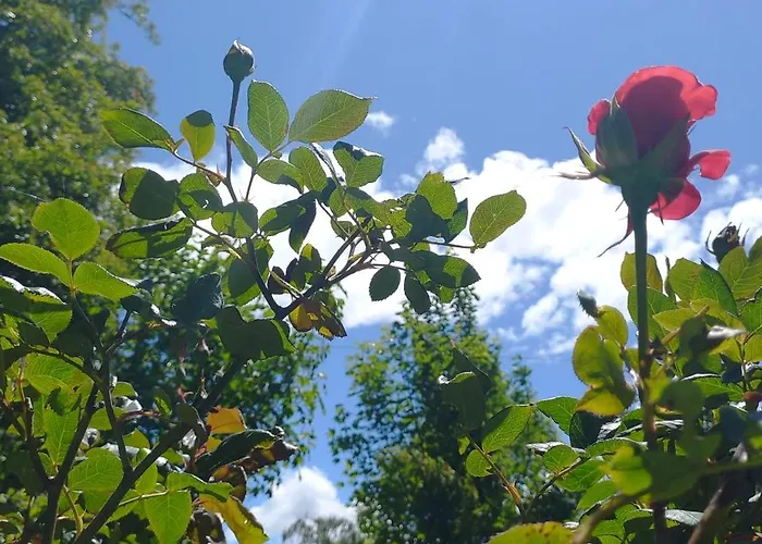 Delta Garden I